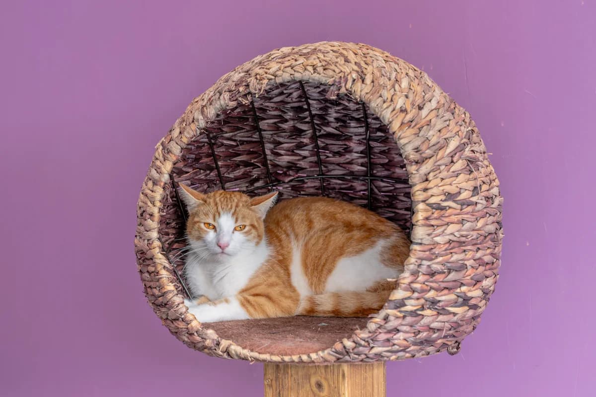 Remus, male 5yo European Shorthair for adoption at Tierheim Ulm, Ulm