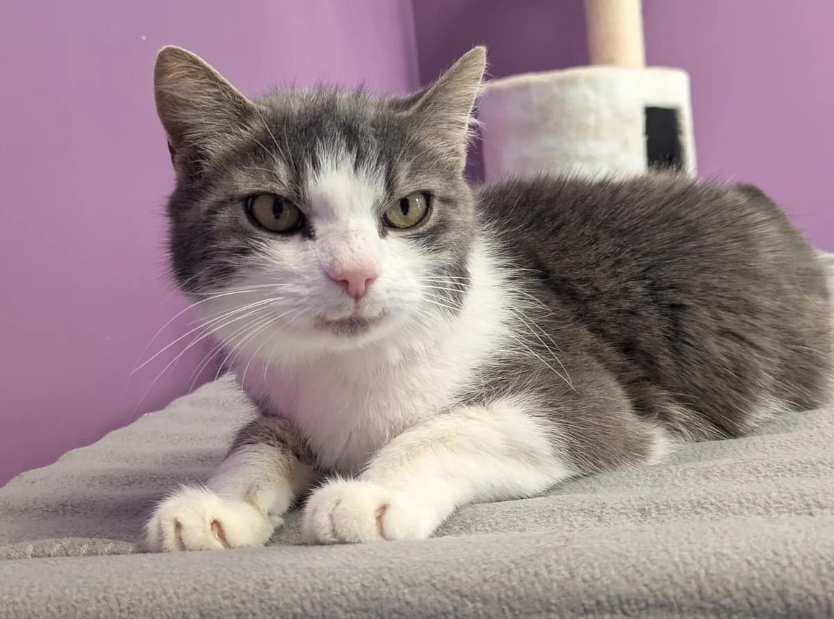 Romeo, male senior European Shorthair for adoption at Tierheim Ulm, Ulm