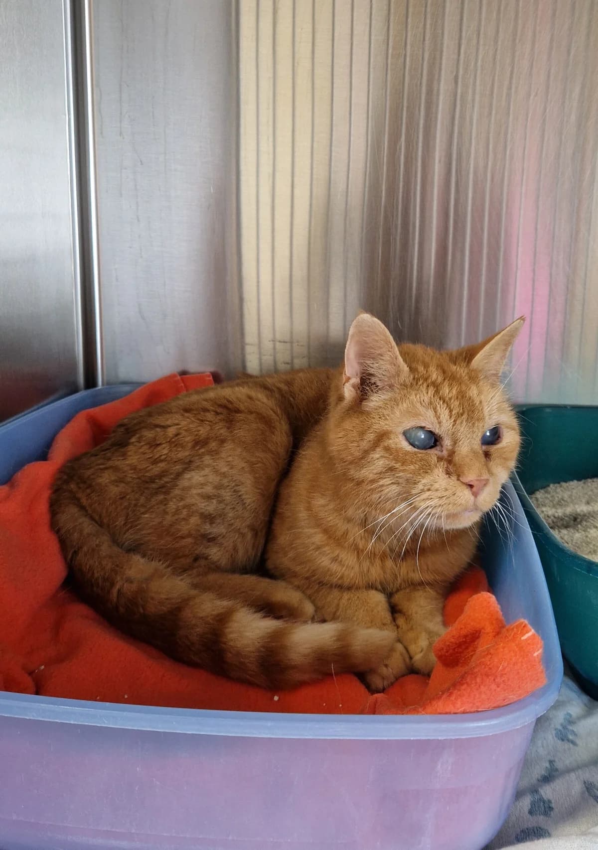 RÜDIGER- Unser, male senior European Shorthair for adoption at Tierheim Ulm, Ulm