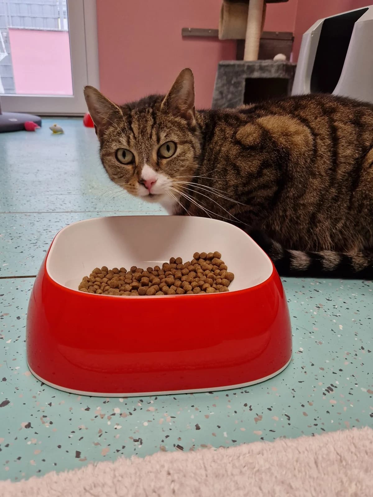 Speedy, male senior European Shorthair for adoption at Tierheim Ulm, Ulm
