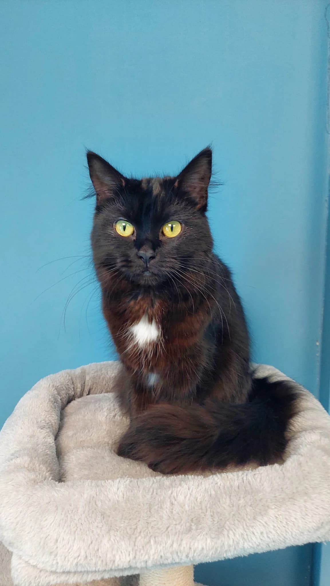 Xara, female mixed breed for adoption at Tierheim Ulm, Ulm