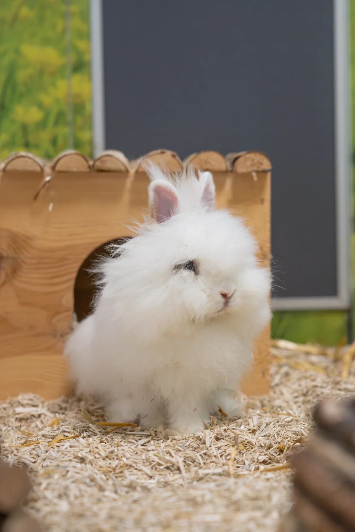 Yuki, female mixed breed for adoption at Tierheim Ulm, Ulm