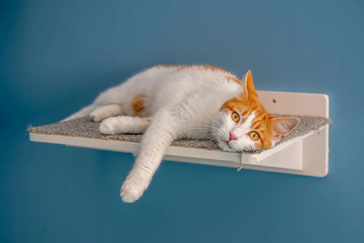 Zeus, European Shorthair (Tierheim Ulm)