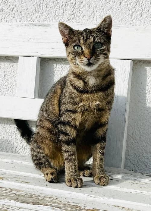 Yeliz,  Mixed Breed for adoption at Tierheim Vaihingen, Vaihingen an der Enz