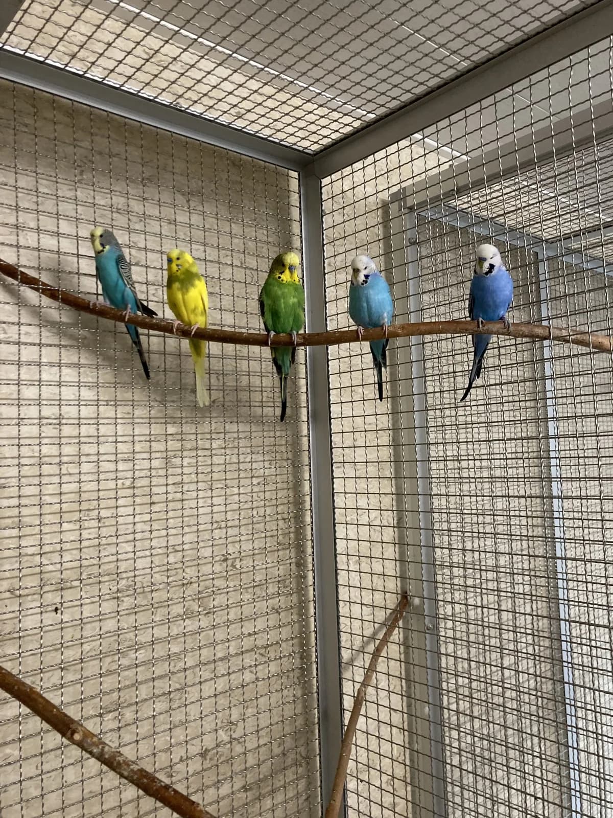 Wellensittiche, male Mixed Breed for adoption at Tierheim Vaihingen, Vaihingen an der Enz