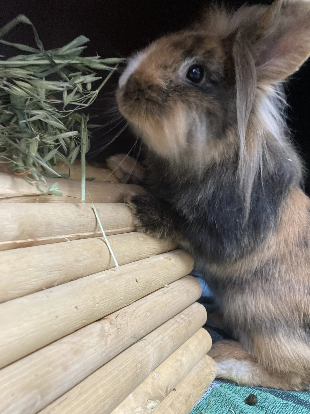 Paul, male Mixed Breed for adoption at Tierheim Vaihingen, Vaihingen an der Enz