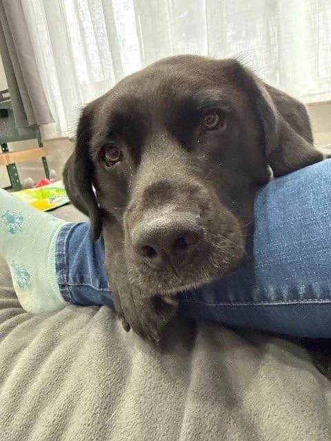 Milo – Privatvermittlung, male Mixed Breed for adoption at Tierheim Vaihingen, Vaihingen an der Enz