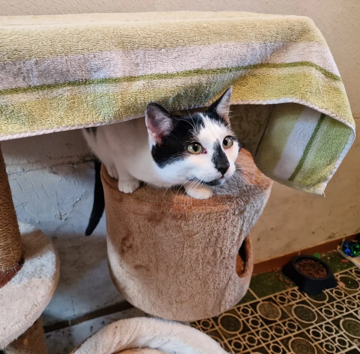 Tantor und Fauchi, male Mixed Breed for adoption at Tierheim Vaihingen, Vaihingen an der Enz