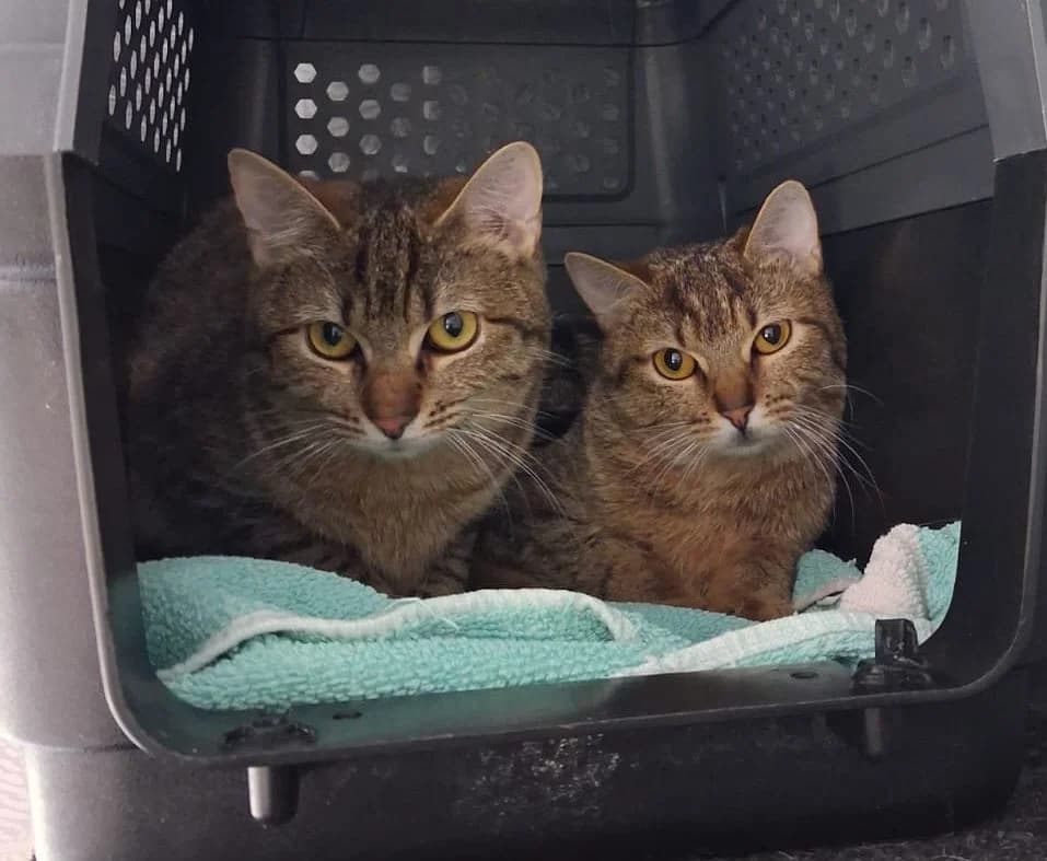 Bastet und Berenice, male Mixed Breed for adoption at Tierheim Vaihingen, Vaihingen an der Enz