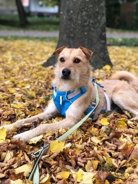 Delta – Privatvermittlung, male 6yo Mixed Breed for adoption at Tierheim Vaihingen, Vaihingen an der Enz