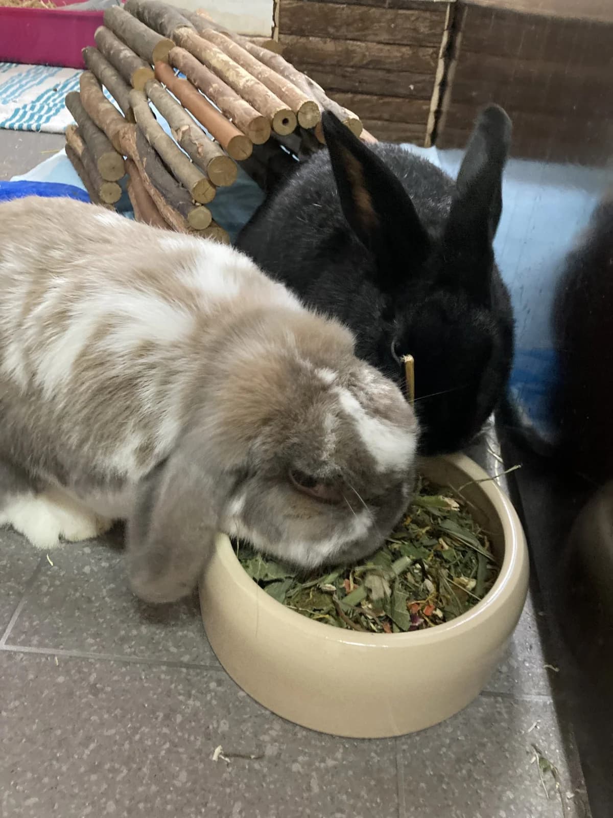 Susi & Franz, male Mixed Breed for adoption at Tierheim Vaihingen, Vaihingen an der Enz