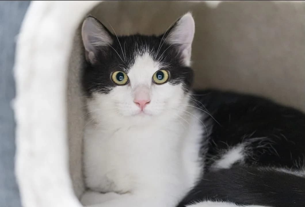 Sheriff, male Mixed Breed for adoption at Tierheim Vaihingen, Vaihingen an der Enz