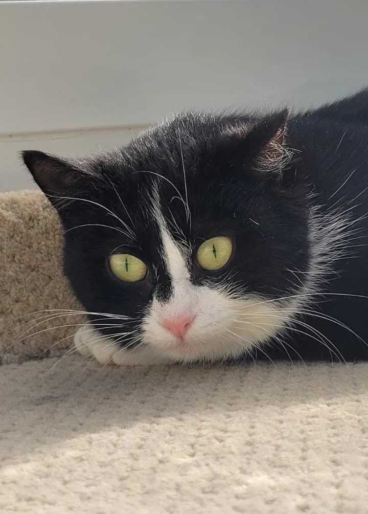 Rorie, female Mixed Breed for adoption at Tierheim Vaihingen, Vaihingen an der Enz