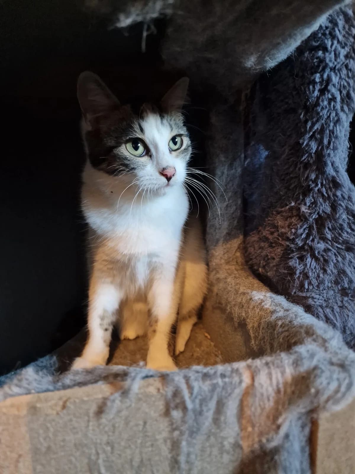 Jane,  young Mixed Breed for adoption at Tierheim Vaihingen, Vaihingen an der Enz