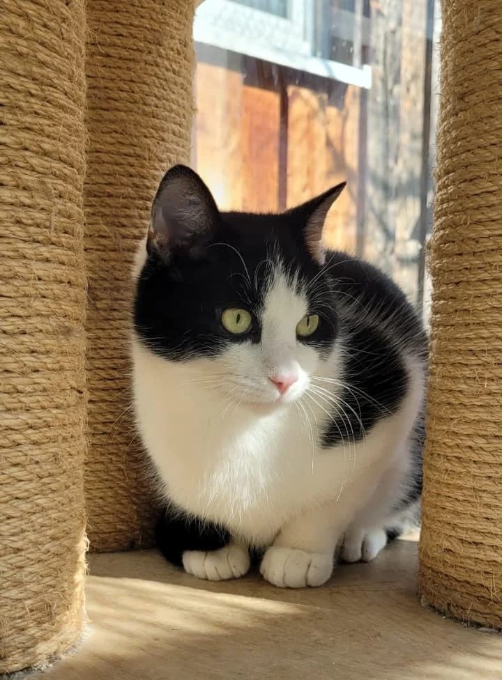 Butch,  Mixed Breed for adoption at Tierheim Vaihingen, Vaihingen an der Enz