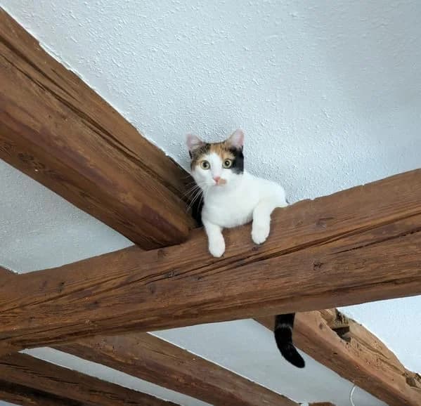 Leevke und Lönne, male Mixed Breed for adoption at Tierheim Vaihingen, Vaihingen an der Enz