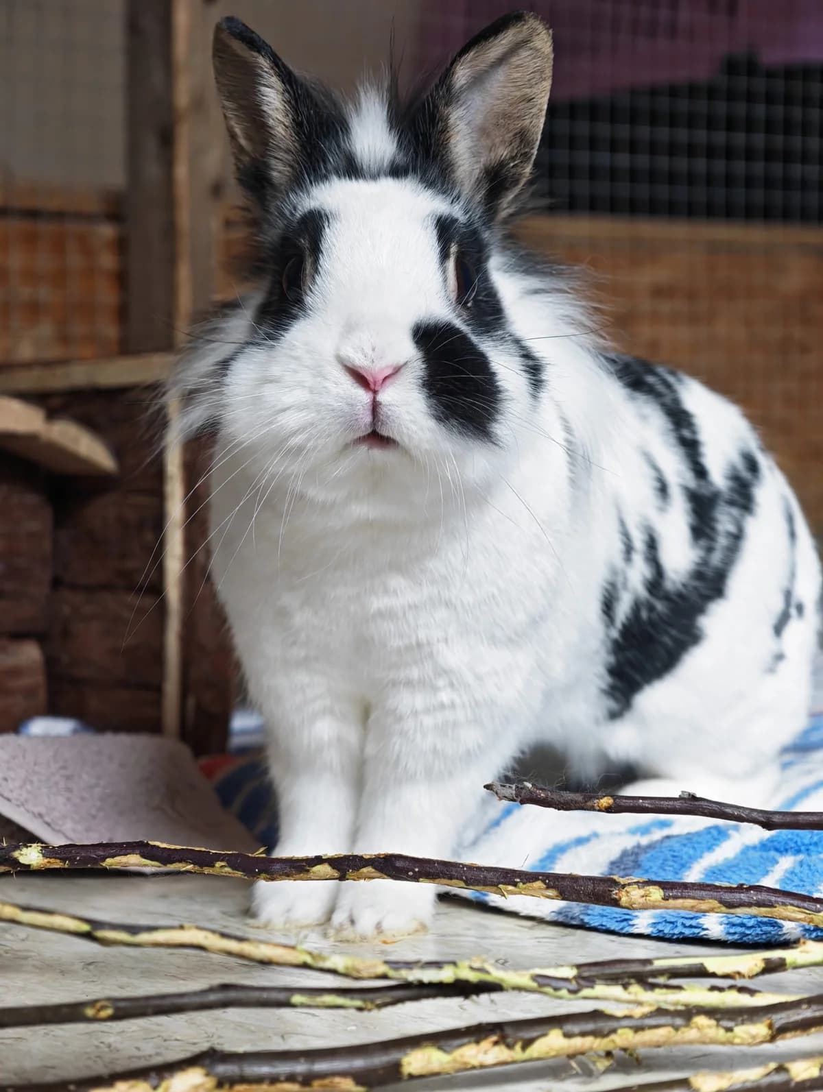 Enya, female Mixed Breed for adoption at Tierheim Vaihingen, Vaihingen an der Enz