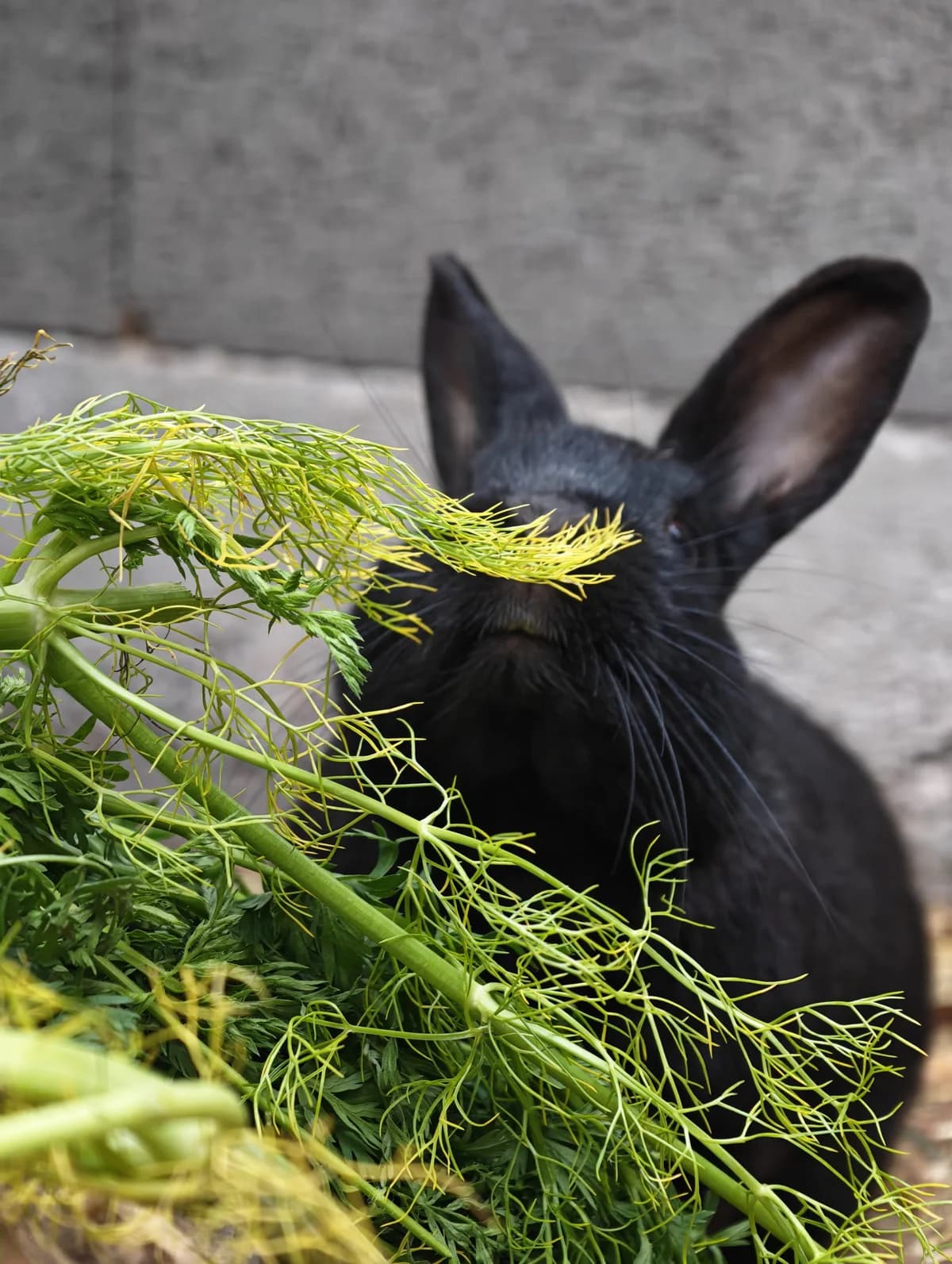 Jacky & Amy, schwarz male Mixed Breed for adoption at Tierheim Vaihingen, Vaihingen an der Enz