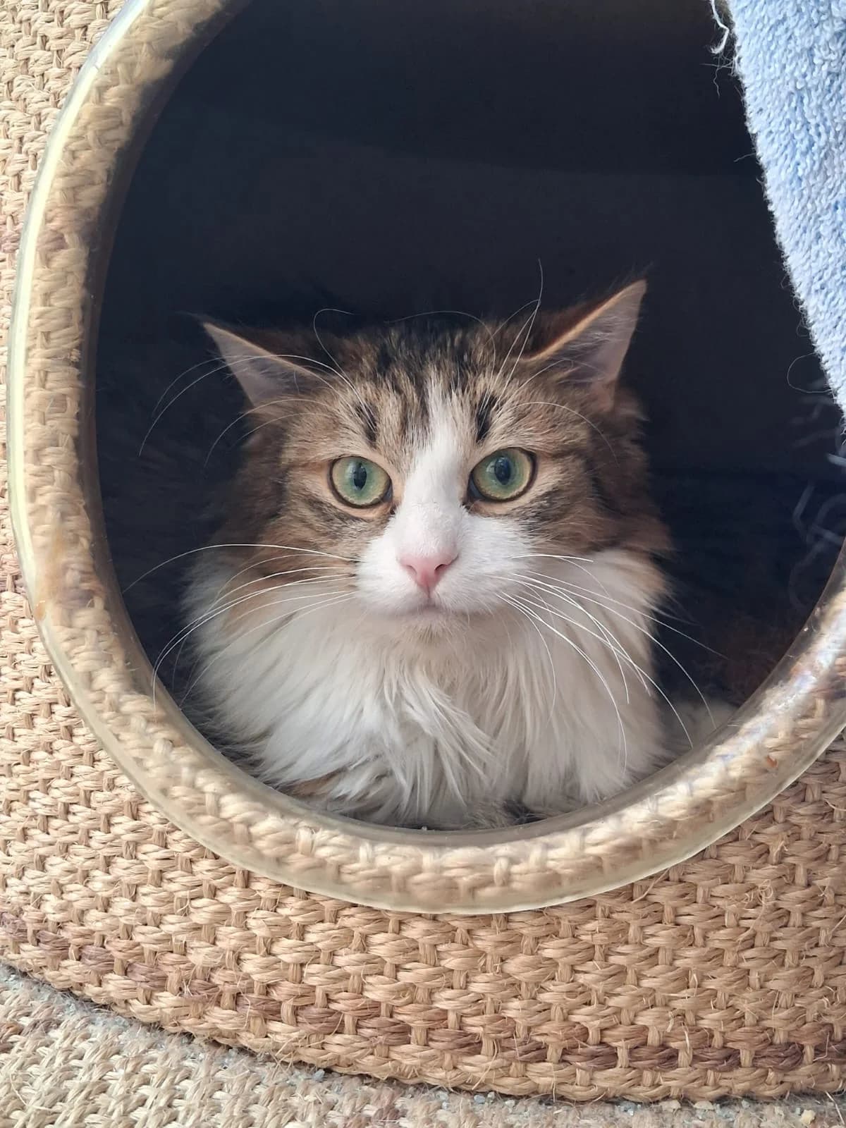 Maze, Meltem, Marni und Michio, male Mixed Breed for adoption at Tierheim Vaihingen, Vaihingen an der Enz