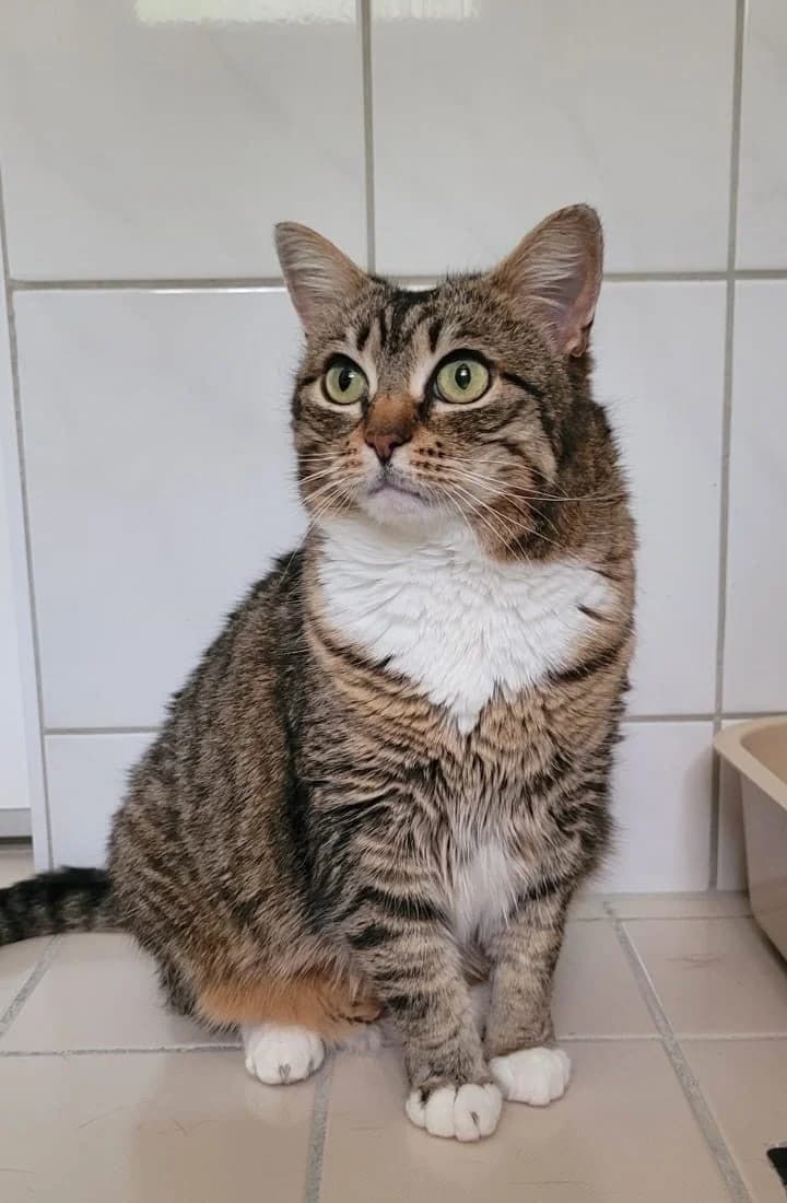 Mila,  Mixed Breed for adoption at Tierheim Vaihingen, Vaihingen an der Enz