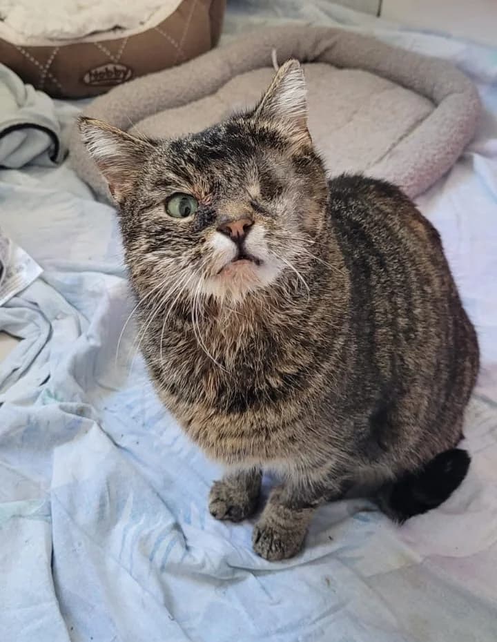 AVIL,  Mixed Breed for adoption at Tierheim Vaihingen, Vaihingen an der Enz