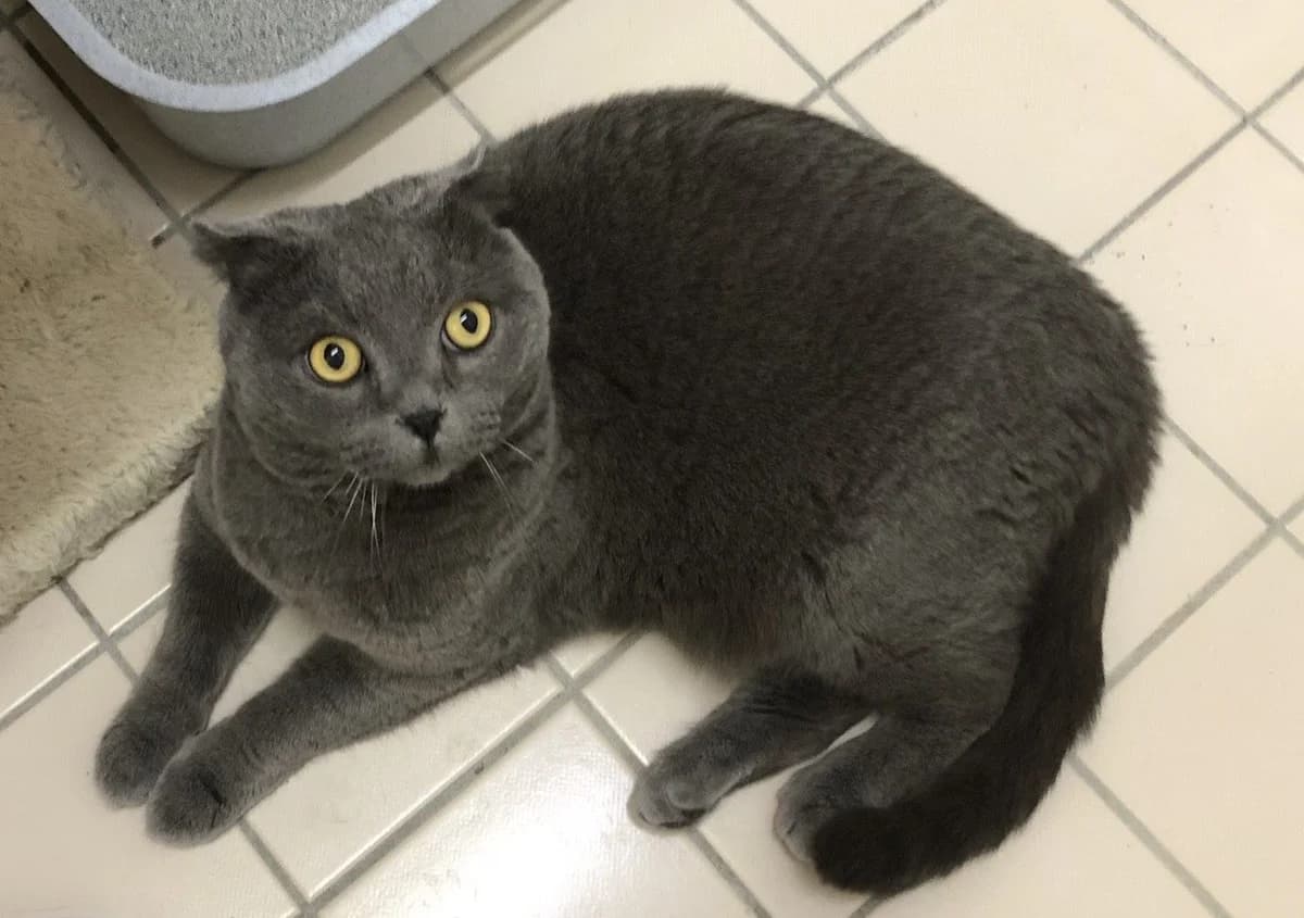 Nikita, male Mixed Breed for adoption at Tierheim Vaihingen, Vaihingen an der Enz