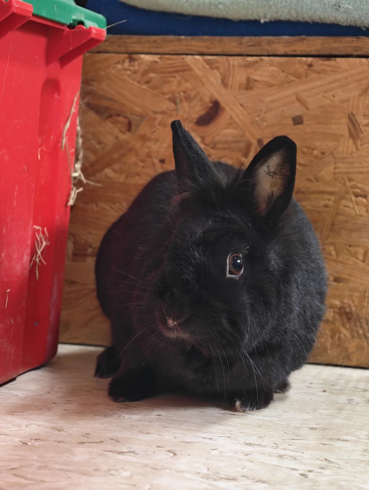 Neo, schwarz male Mixed Breed for adoption at Tierheim Vaihingen, Vaihingen an der Enz