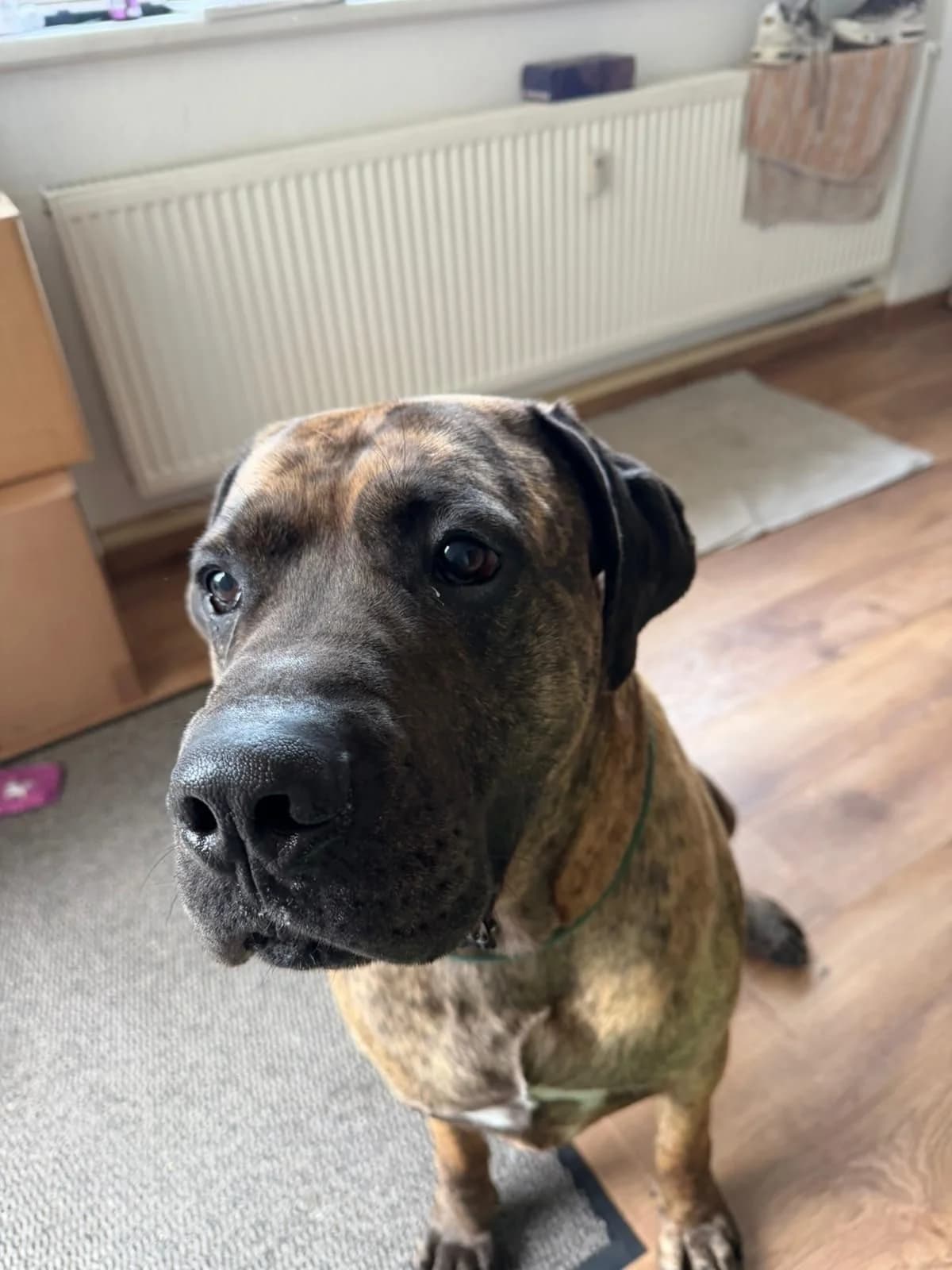 Big Odin Privatvermittlung, male 4yo Mixed Breed for adoption at Tierheim Vaihingen, Vaihingen an der Enz