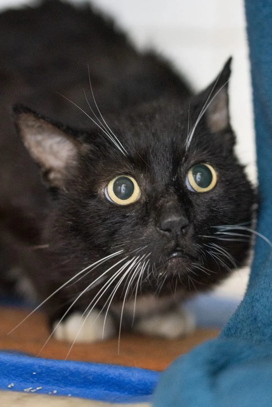 Gaston, 4yo Mixed Breed for adoption at Tierheim Vaihingen, Vaihingen an der Enz