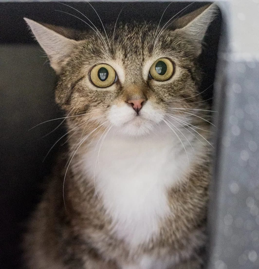 Charlize,  3yo Mixed Breed for adoption at Tierheim Vaihingen, Vaihingen an der Enz