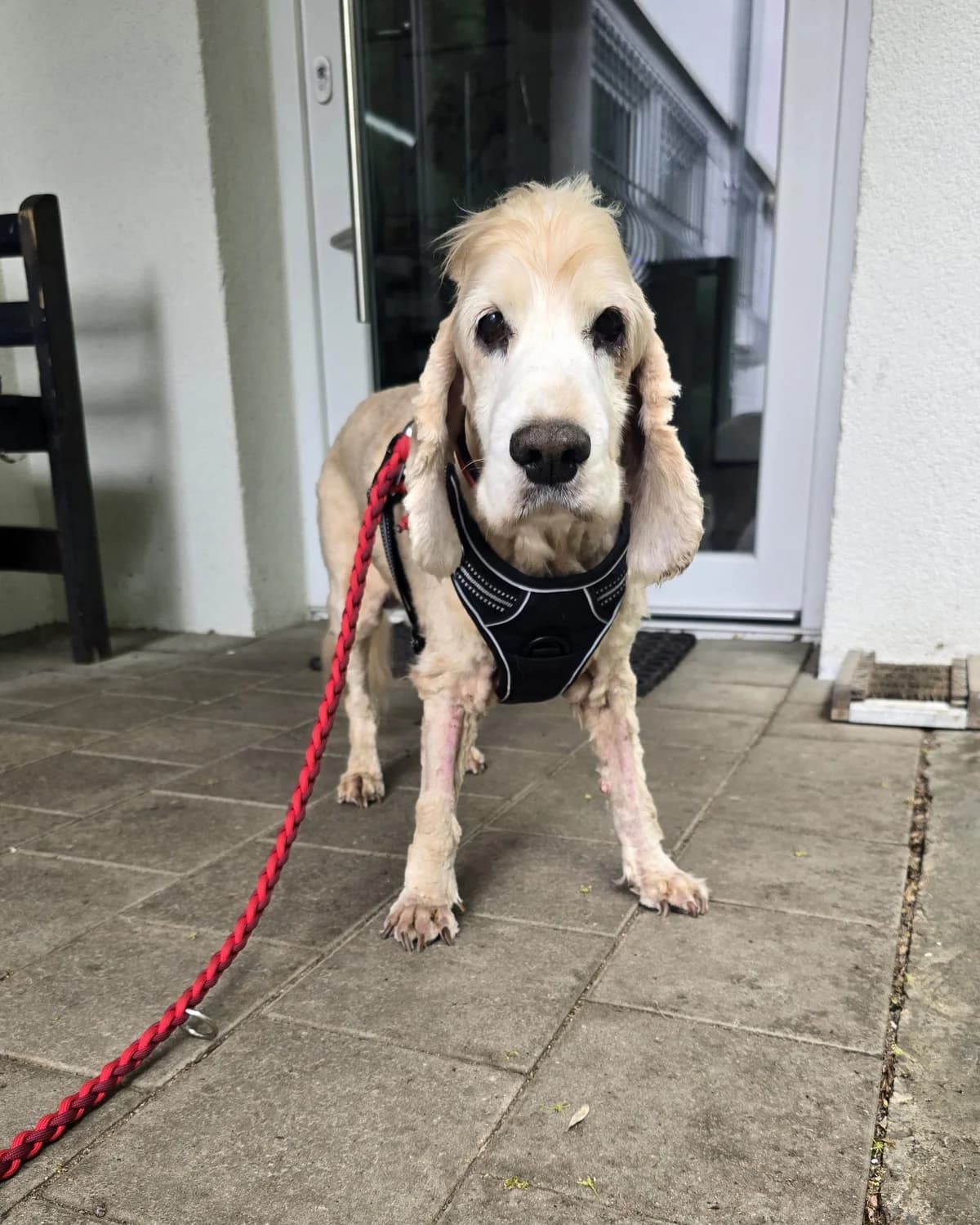 Quirly,  senior Mixed Breed for adoption at Tierheim Vaihingen, Vaihingen an der Enz
