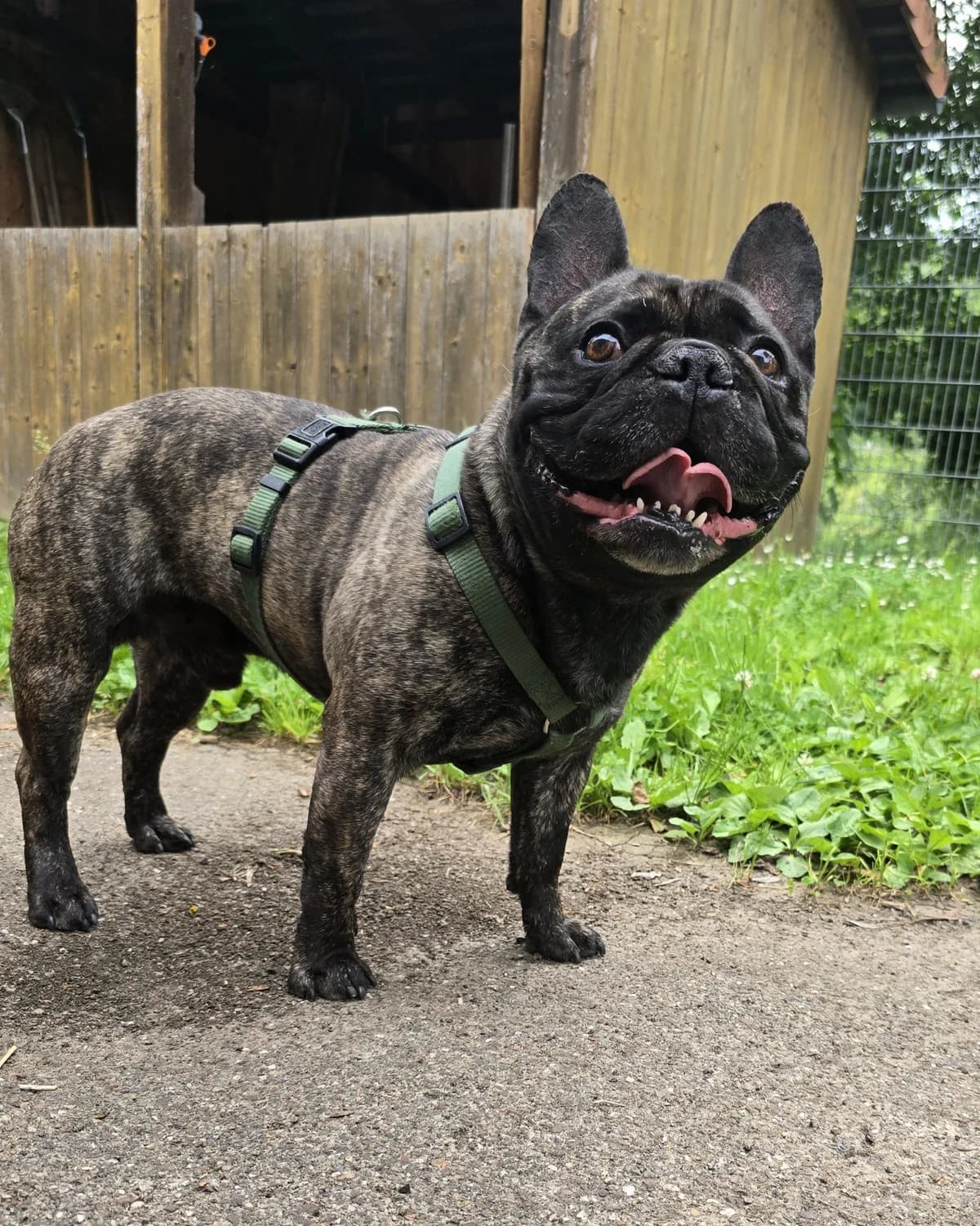 Tyson,  7yo Mixed Breed for adoption at Tierheim Vaihingen, Vaihingen an der Enz