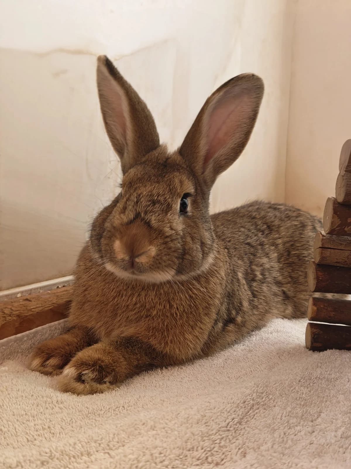 Hardy, male young Mixed Breed for adoption at Tierheim Vaihingen, Vaihingen an der Enz