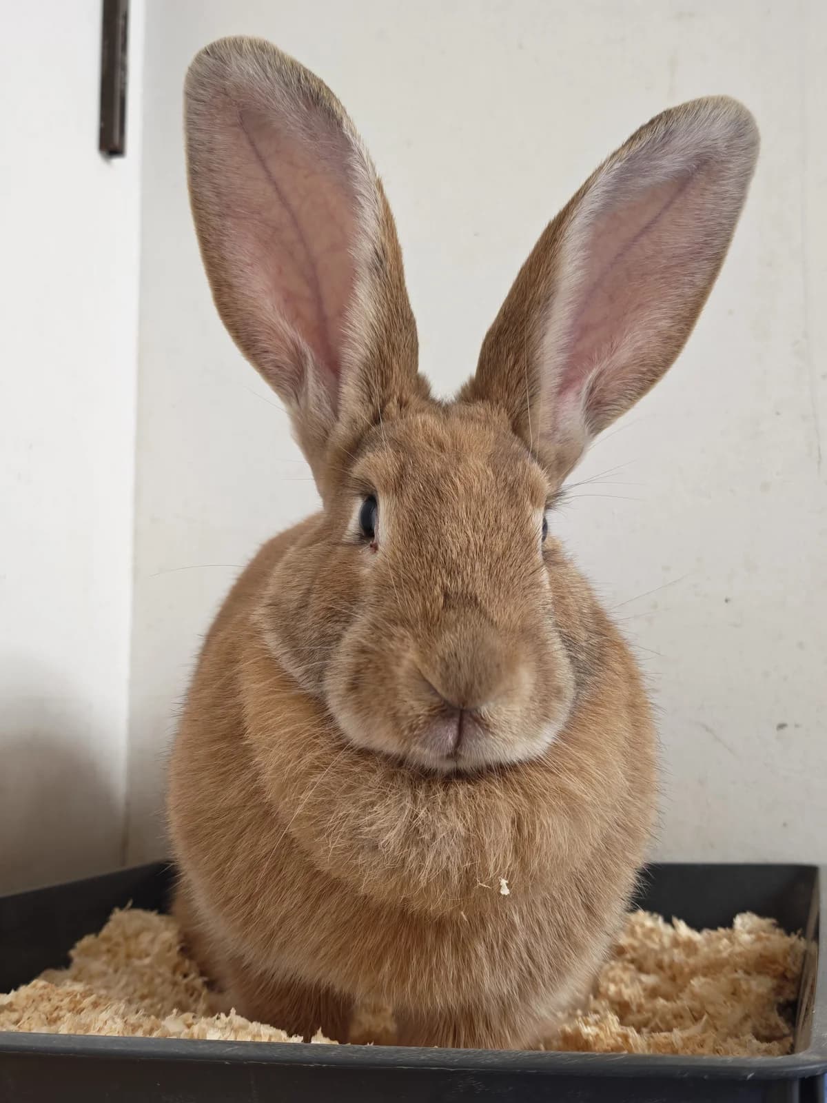 Cosima, female 3yo Mixed Breed for adoption at Tierheim Vaihingen, Vaihingen an der Enz