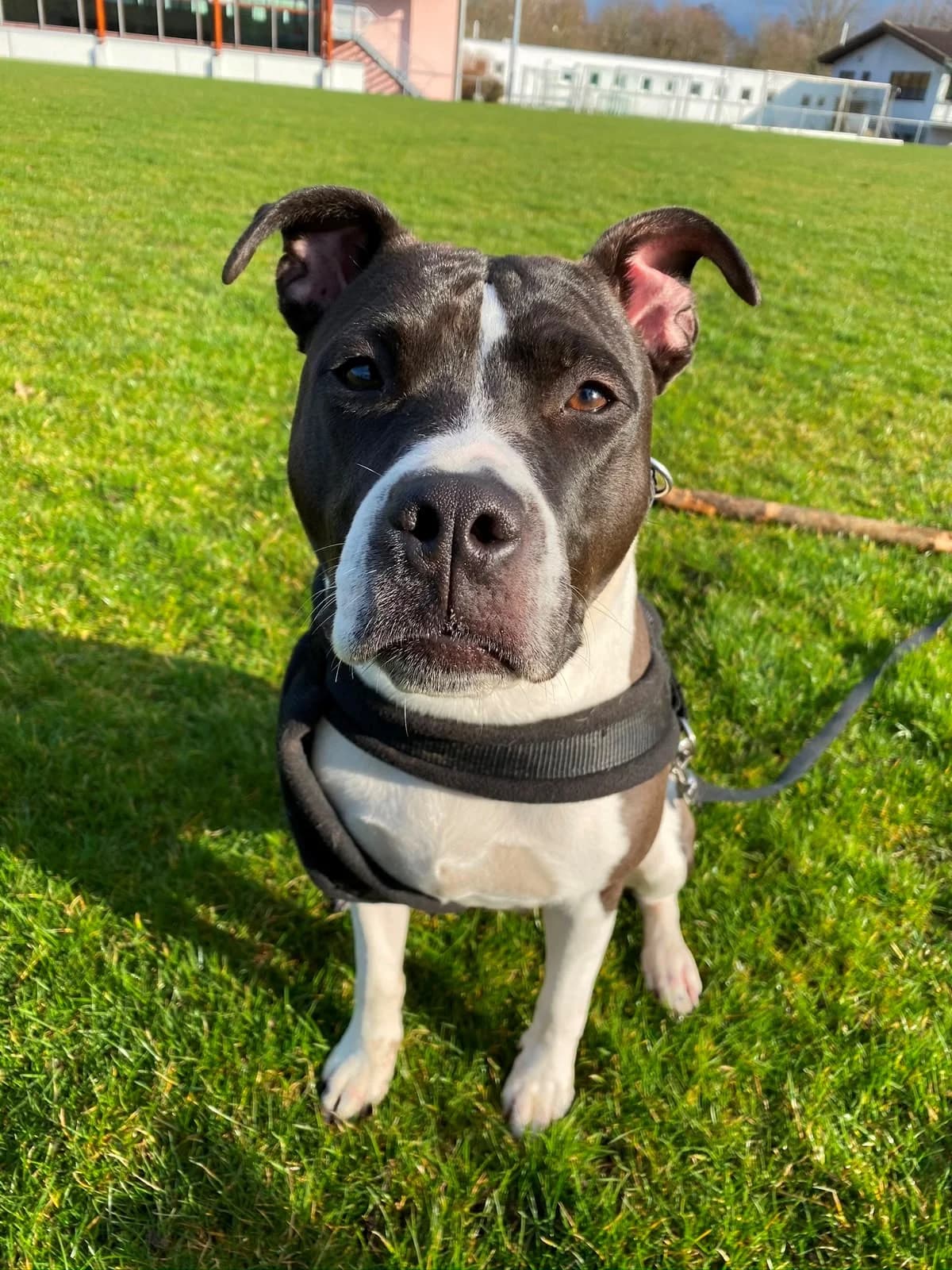 Sheila –, female English Bulldog for adoption at Tierheim Vaihingen, Vaihingen an der Enz