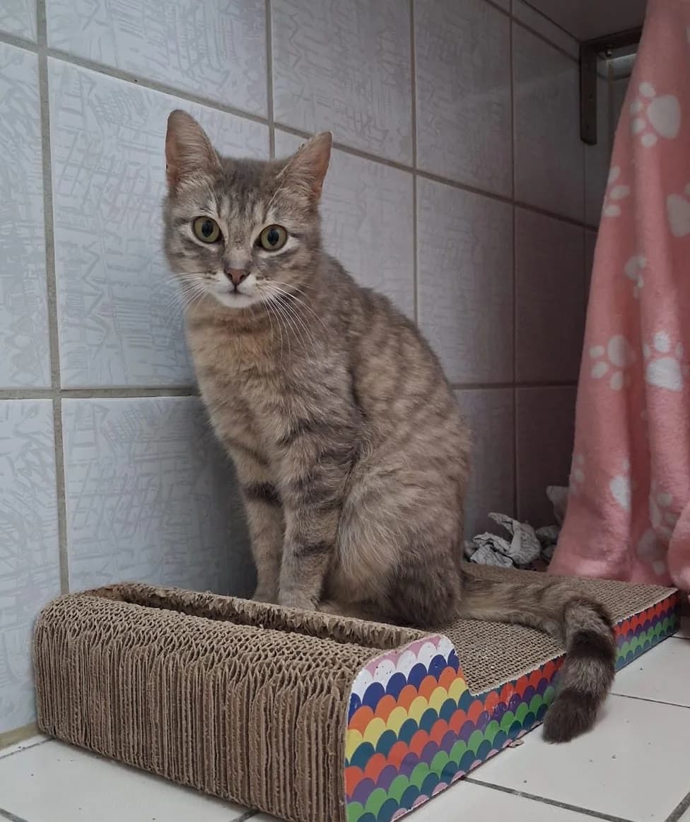 Flora,  young Mixed Breed for adoption at Tierheim Vaihingen, Vaihingen an der Enz