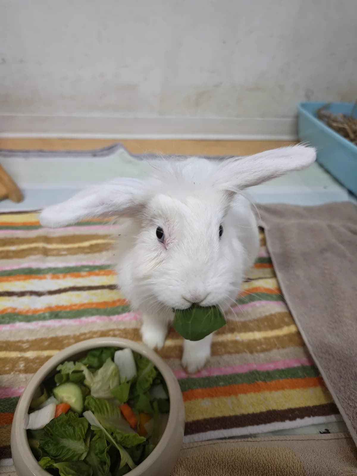 Elly, female Mixed Breed for adoption at Tierheim Vaihingen, Vaihingen an der Enz