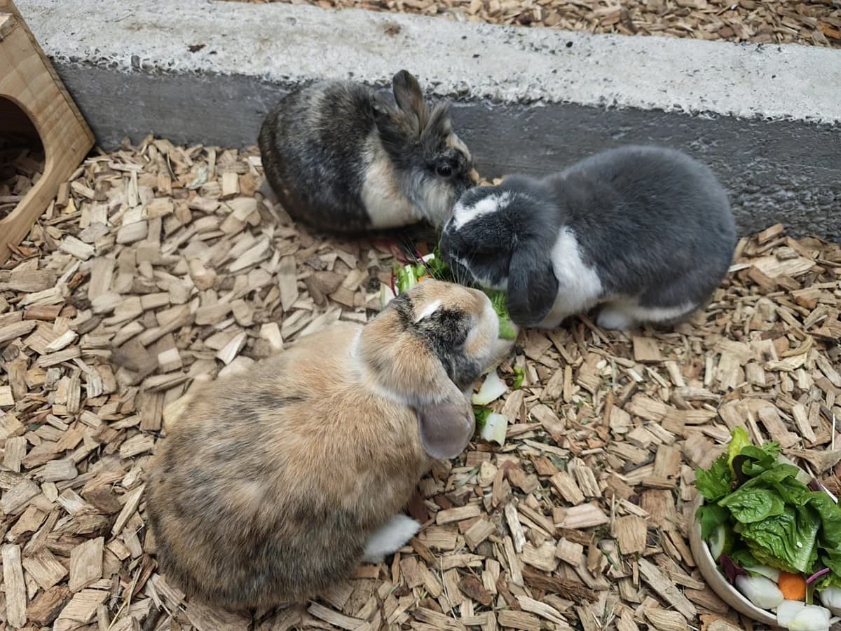 Sissi, Madonna &, grau female Mixed Breed for adoption at Tierheim Vaihingen, Vaihingen an der Enz