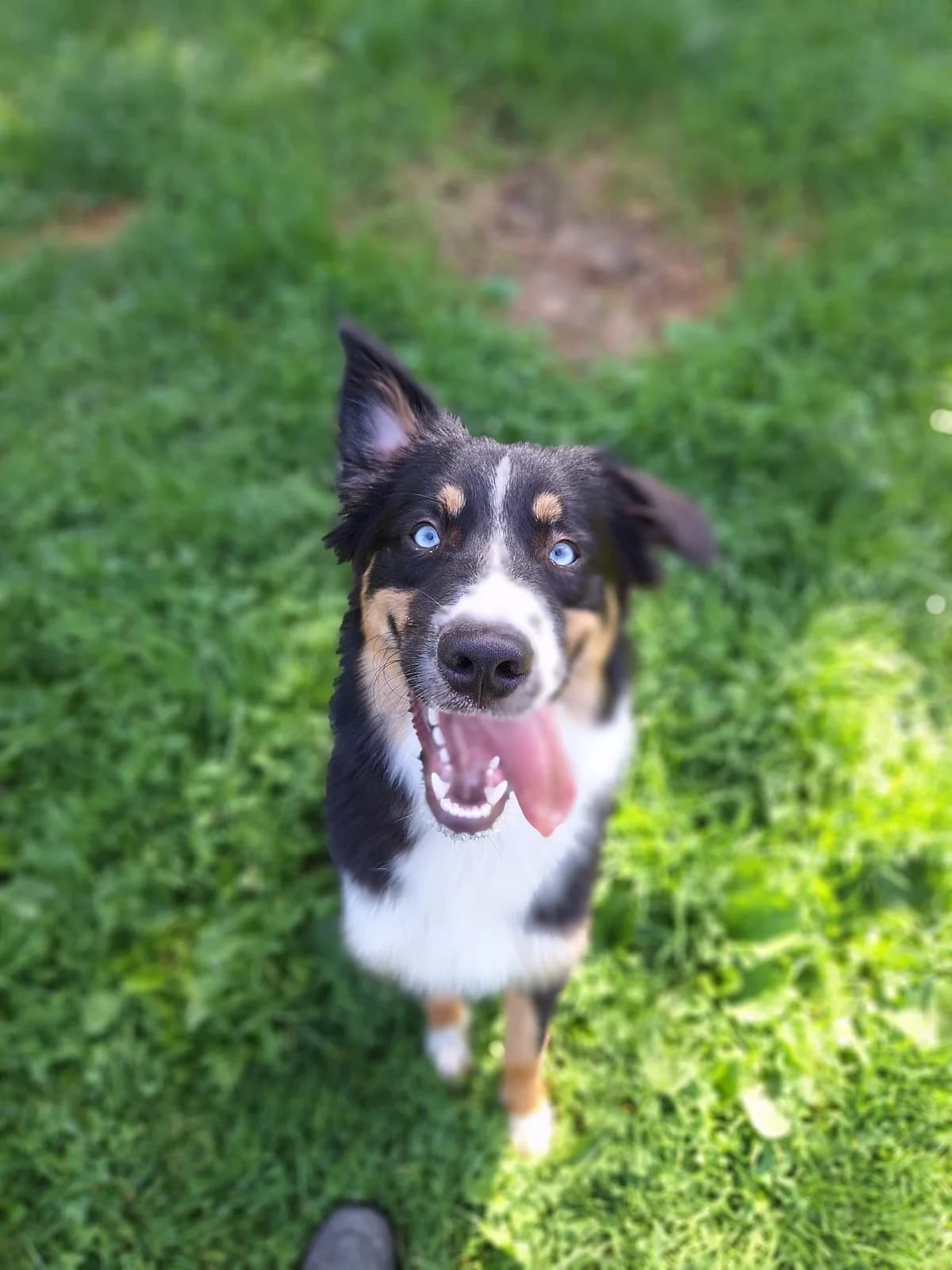 Aika, female puppy Australian Shepherd for adoption at Tierheim Velbert, Velbert