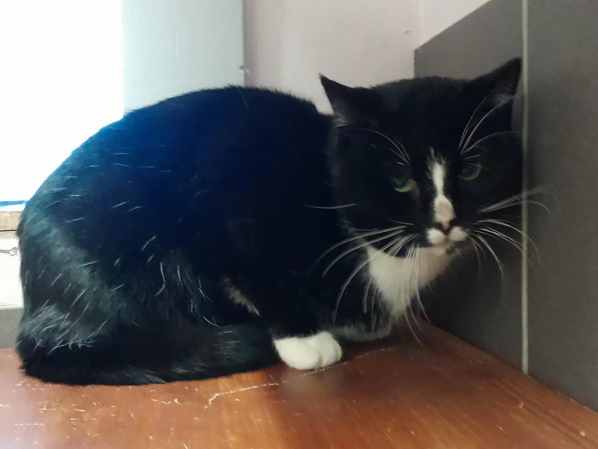 Atlas, schwarz male 5yo European Shorthair for adoption at Tierheim Velbert, Velbert