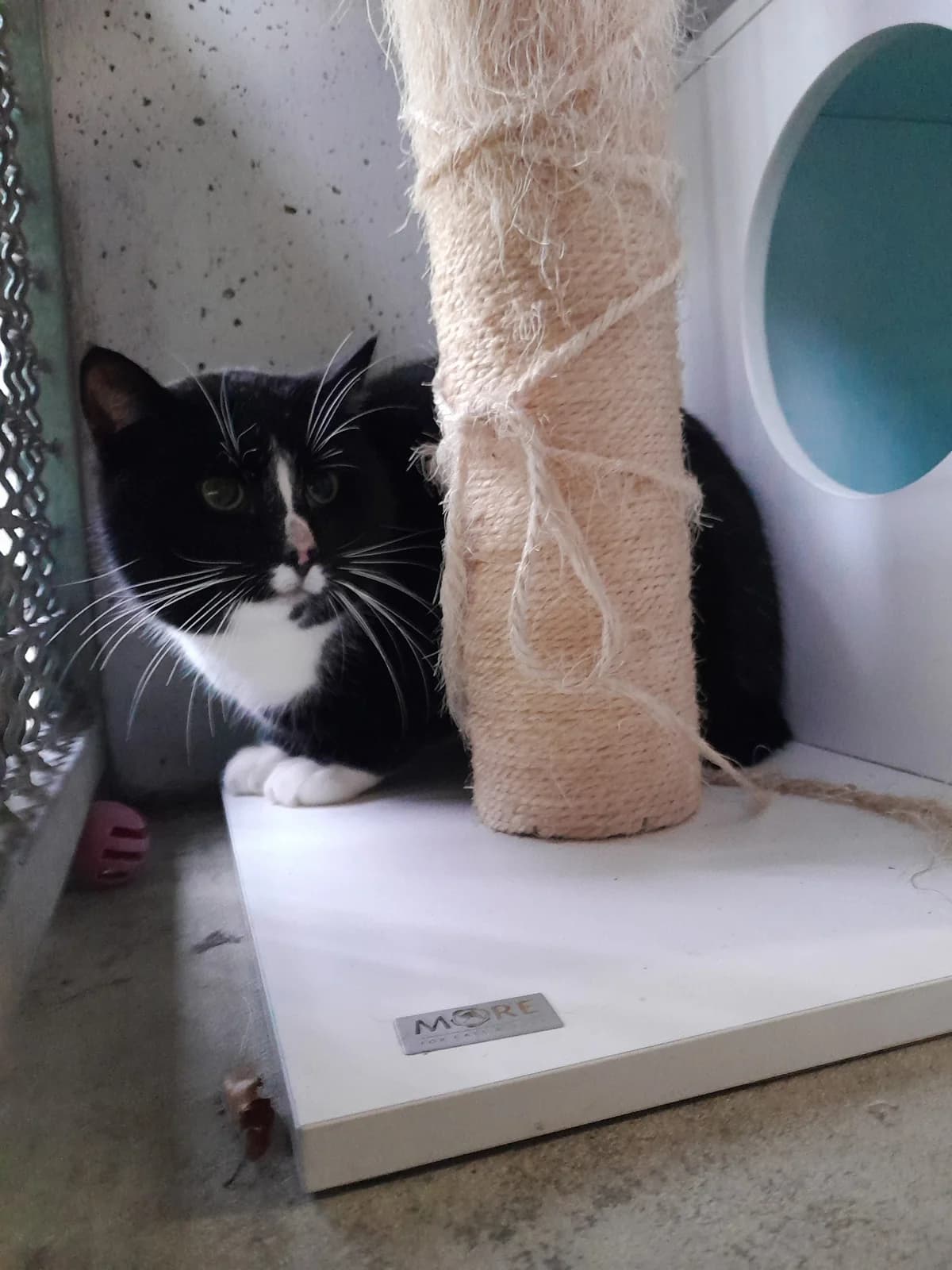 Atlas, male European Shorthair for adoption at Tierheim Velbert, Velbert — photo 2 of 4