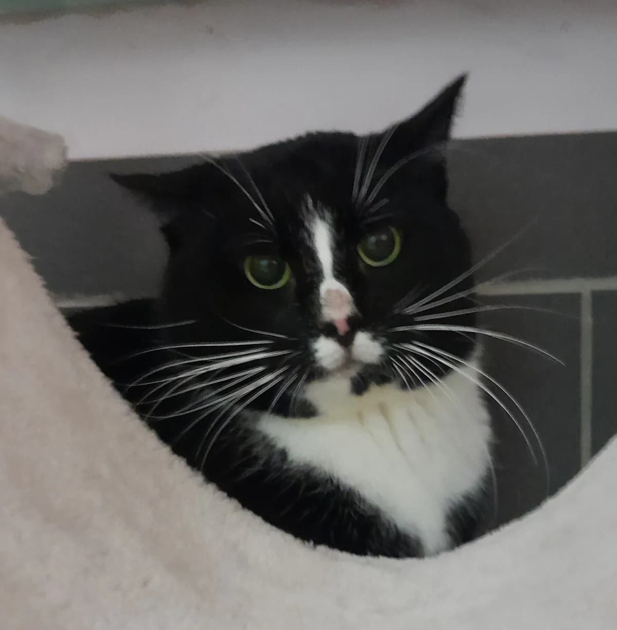 Atlas, male European Shorthair for adoption at Tierheim Velbert, Velbert — photo 3 of 4