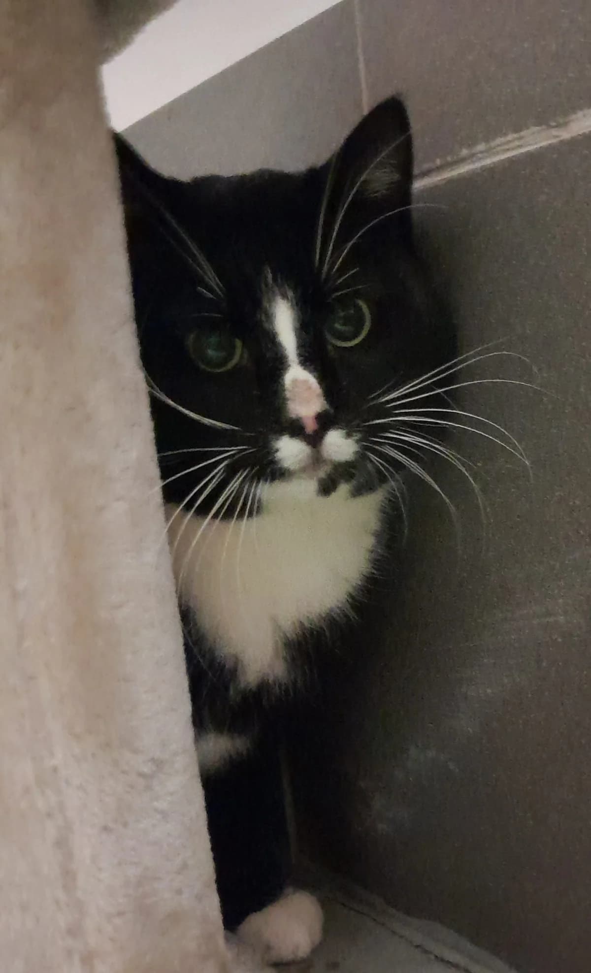 Atlas, male European Shorthair for adoption at Tierheim Velbert, Velbert — photo 4 of 4