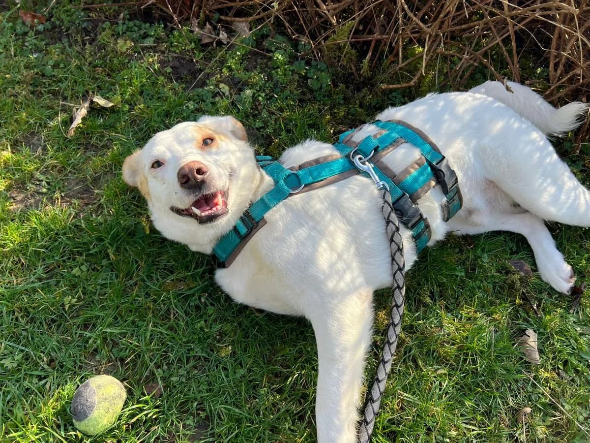 Balou, male Mixed Breed for adoption at Tierheim Velbert, Velbert