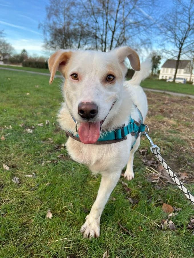 Balou, male Mixed Breed for adoption at Tierheim Velbert, Velbert — photo 2 of 12