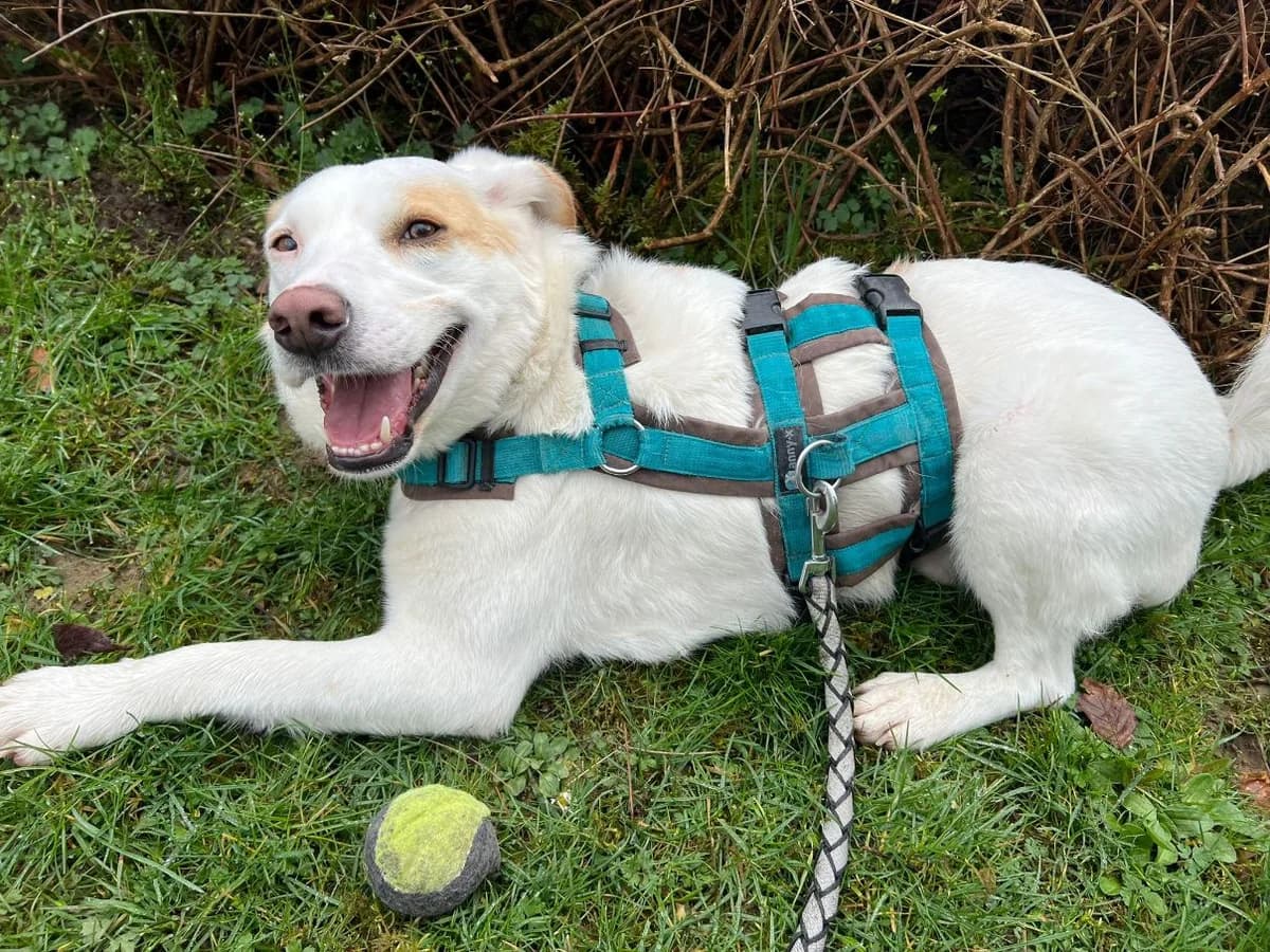 Balou, male Mixed Breed for adoption at Tierheim Velbert, Velbert — photo 3 of 12
