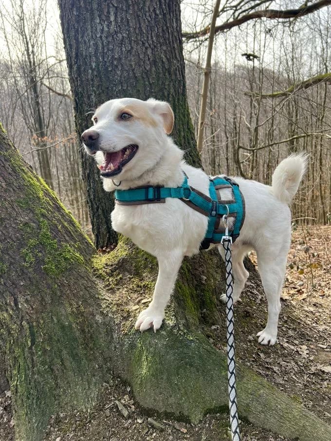 Balou, male Mixed Breed for adoption at Tierheim Velbert, Velbert — photo 4 of 12