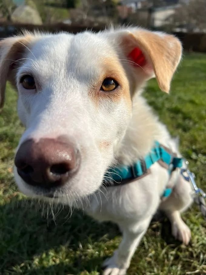 Balou, male Mixed Breed for adoption at Tierheim Velbert, Velbert — photo 5 of 12