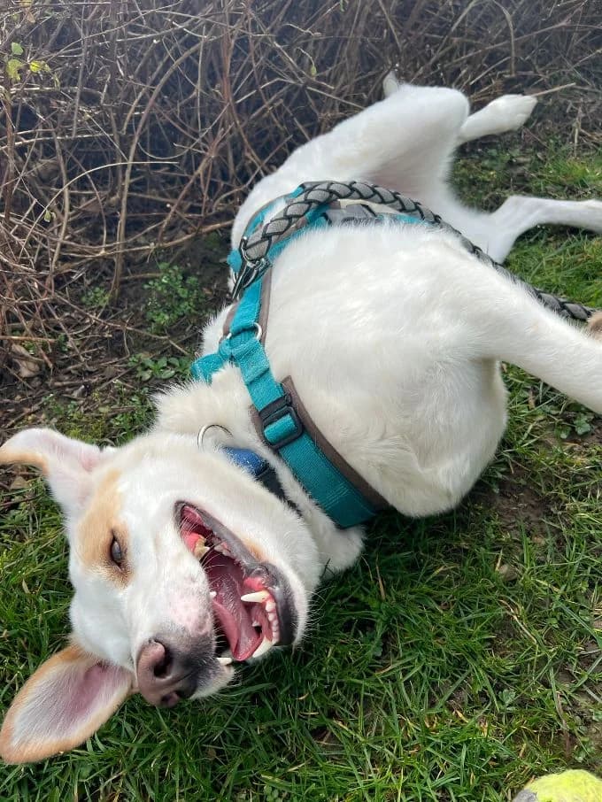 Balou, male Mixed Breed for adoption at Tierheim Velbert, Velbert — photo 6 of 12