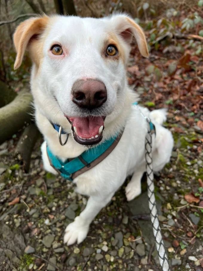 Balou, male Mixed Breed for adoption at Tierheim Velbert, Velbert — photo 7 of 12